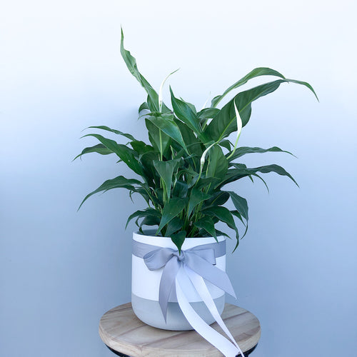 Peace Lily - flowers alley