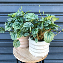 Load image into Gallery viewer, peperomia moonlight
