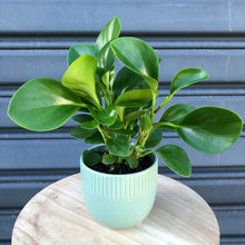 Load image into Gallery viewer, peperomia obtusifolia small

