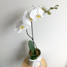 Load image into Gallery viewer, phalaenopsis orchid plant in a pot
