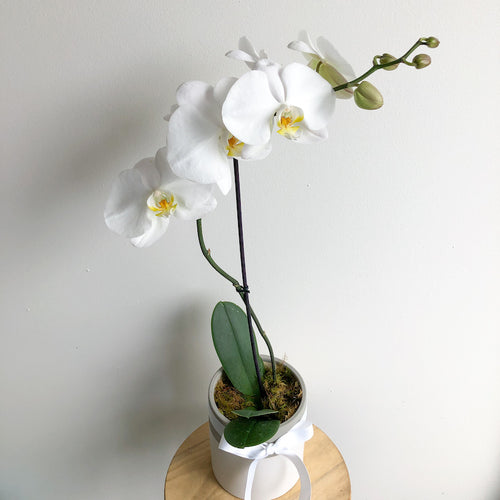 phalaenopsis orchid plant in a pot