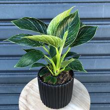 Load image into Gallery viewer,    philodendron birkin plant delivery in mornington peninsula
