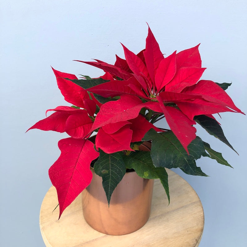 poinsettia plant melbourne delivery christmas gift