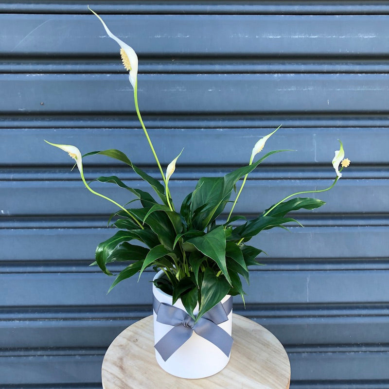 peace lily baby plant in a ceramic vase