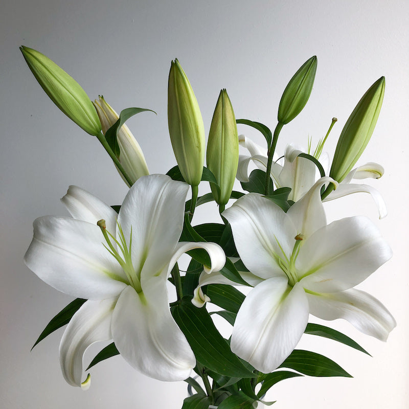 White oriental lily flowers