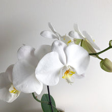 Load image into Gallery viewer, white phalaenopsis orchid plant
